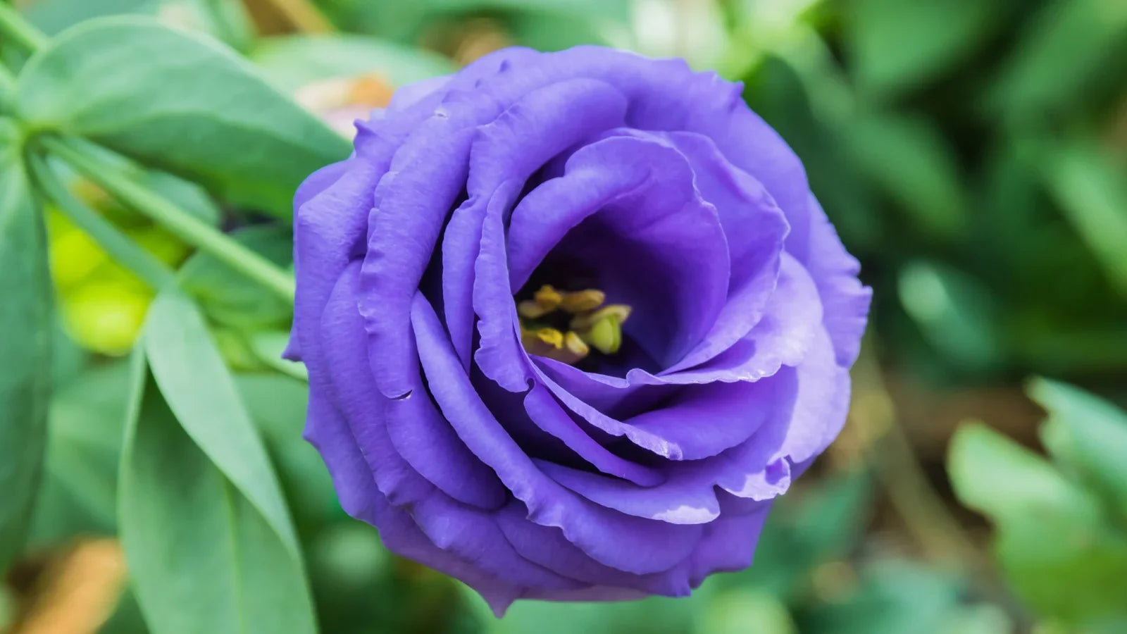High germination lisianthus logro samen