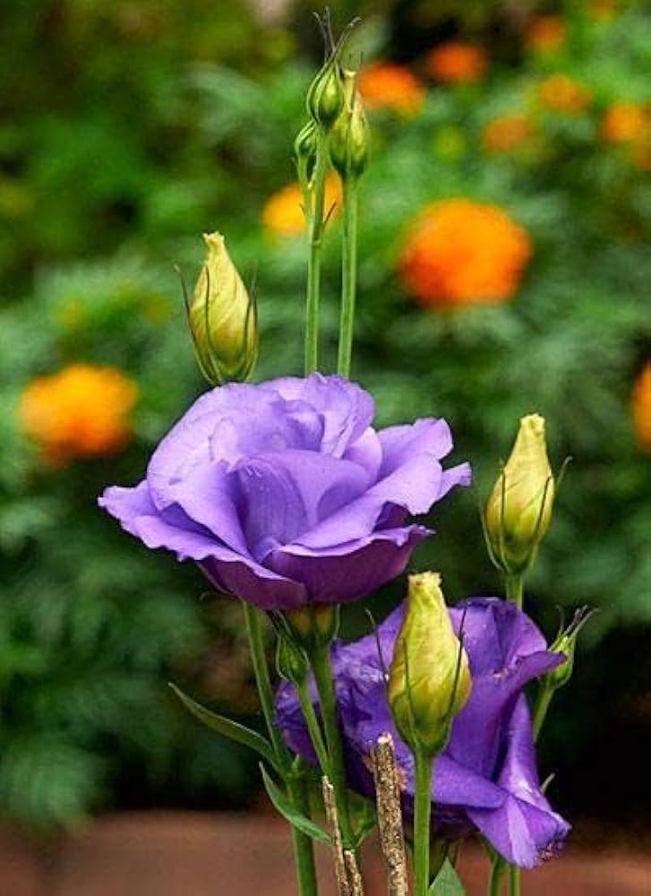 Non gmo lisianthus logro samen