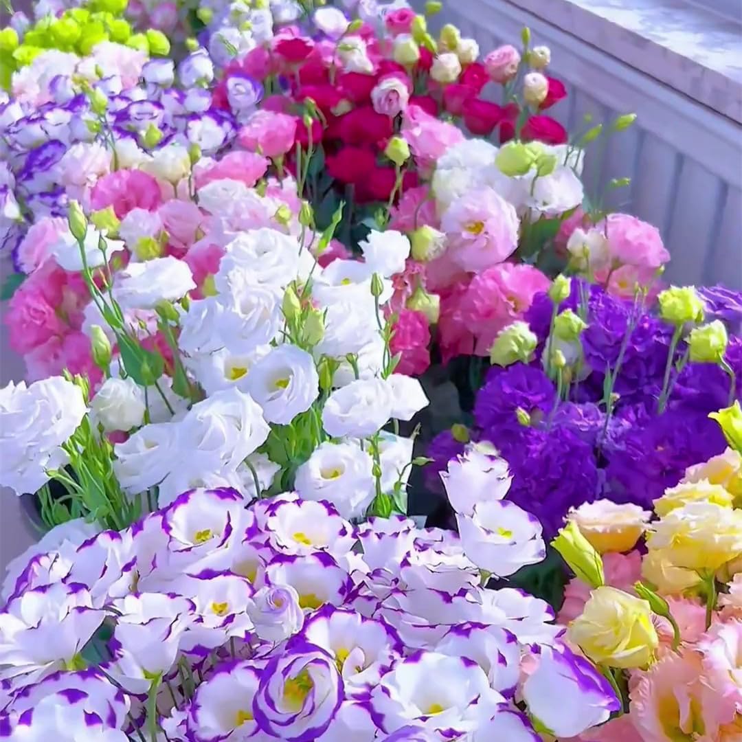 Non-gmo lisianthus blume samen