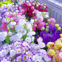 Non-gmo lisianthus blume samen
