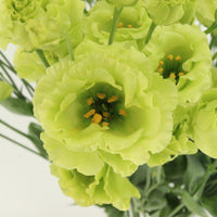 hell Grün Lisianthus Blumensamen zur Aussaat – pflegeleicht – Traditionssorte & ohne Gentechnik Samen Hausgarten