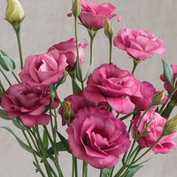 Lisianthus grandiflorum samen for gardening
