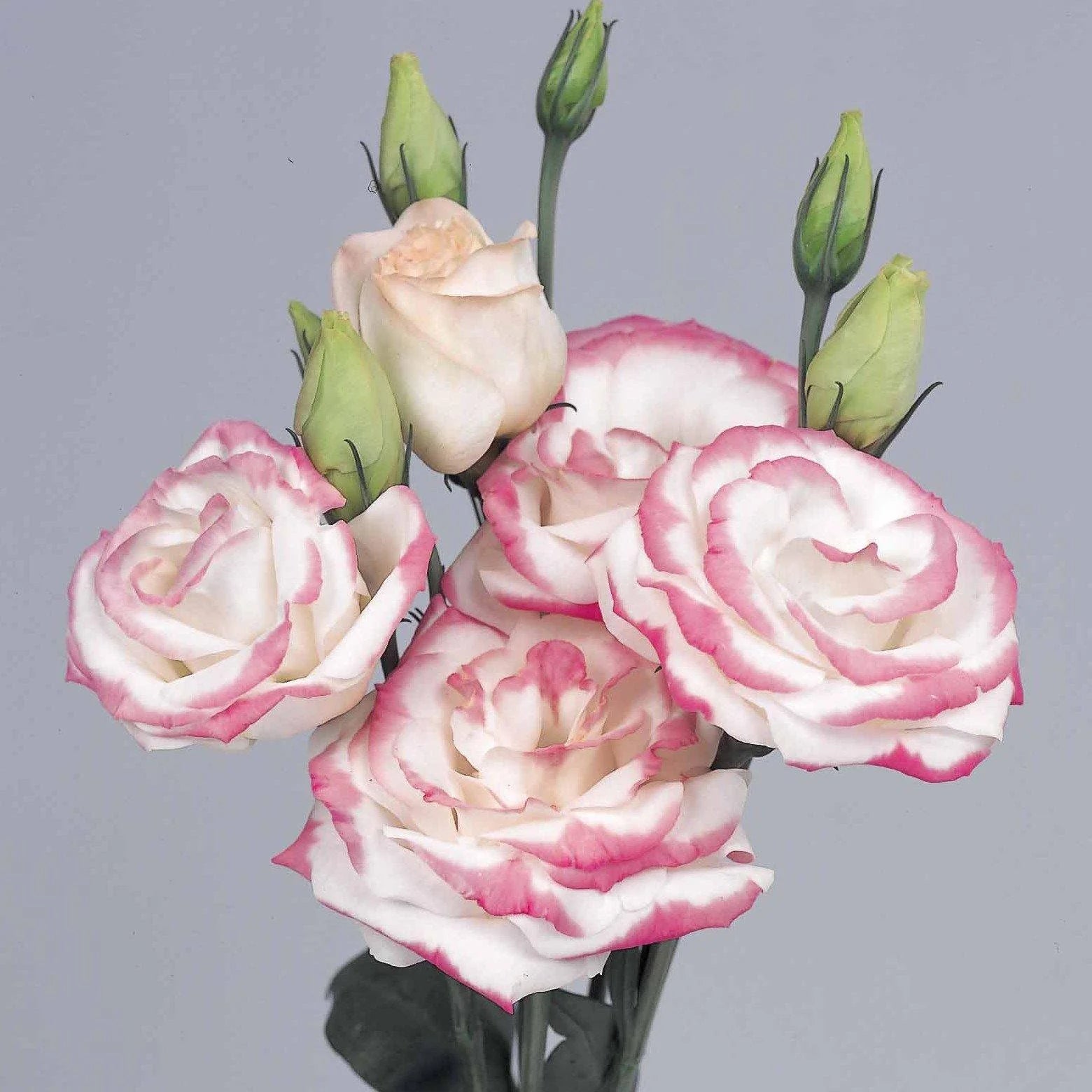Rosa Picotte Lisianthus (Lisianthus) Blumensamen zur Aussaat – leuchtend Blüten – Traditionssorte & ohne Gentechnik Samen Hausgarten