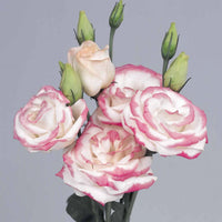 Rosa Picotte Lisianthus (Lisianthus) Blumensamen zur Aussaat – leuchtend Blüten – Traditionssorte & ohne Gentechnik Samen Hausgarten