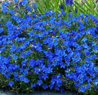 Traditionssorte Lithodora Blumensamen zur Aussaat kompakt Wuchs Traditionssorte & ohne Gentechnik Samen Hausgarten