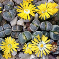 Gelb Rawstone Pflanze für Ihren Garten Samen leuchtend und Cheerful Blüten