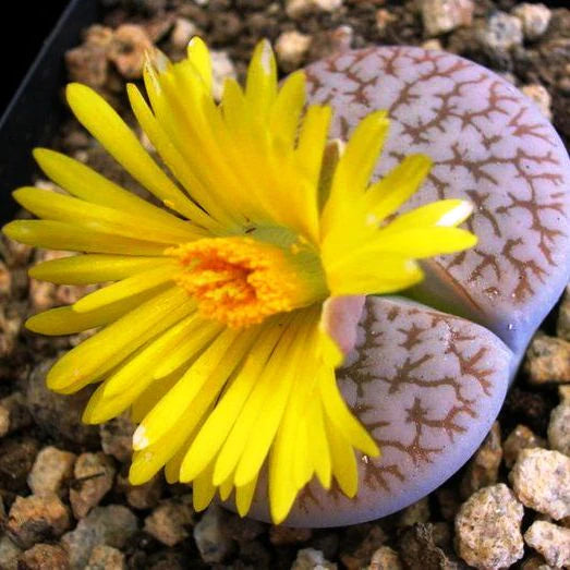 Gelb Rawstone Pflanze für Ihren Garten Samen leuchtend und Cheerful Blüten