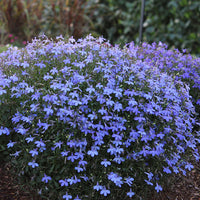 Erinus Blumensamen zur Aussaat – Wildblume Mischung – Traditionssorte & ohne Gentechnik Samen Hausgarten