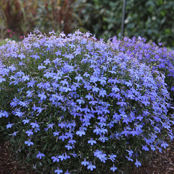 Erinus Blumensamen zur Aussaat – Wildblume Mischung – Traditionssorte & ohne Gentechnik Samen Hausgarten