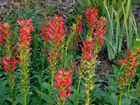 Cardinal Blumensamen zur Aussaat lang Blüte Saison Traditionssorte & ohne Gentechnik Samen Hausgarten