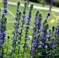 Blau Cardinal Blumensamen zur Aussaat – duftend Blüten – Traditionssorte & ohne Gentechnik Samen Hausgarten