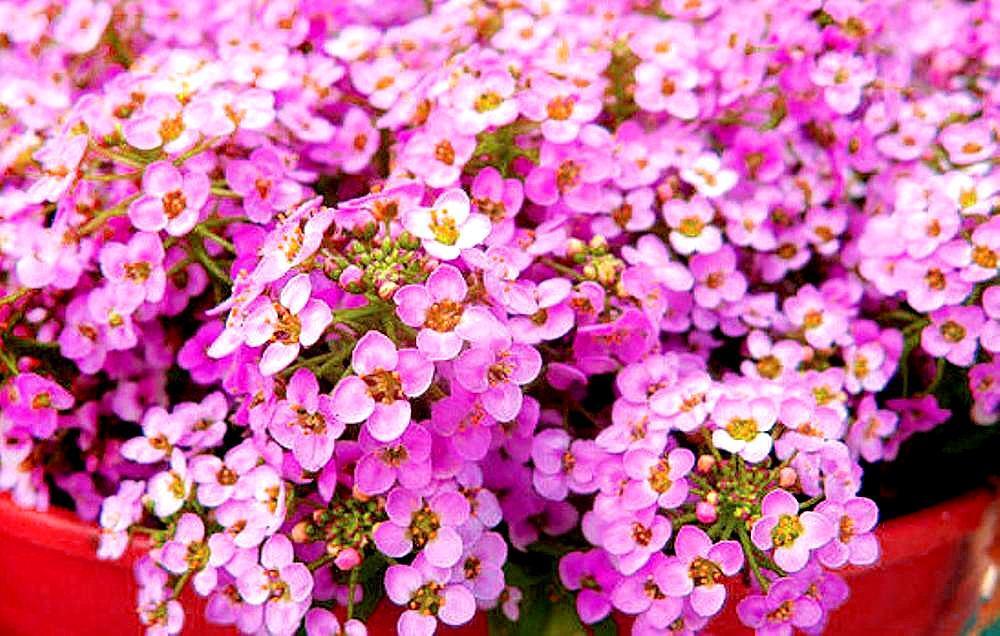 Rosa lobularia flowering samen for gardens