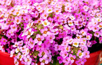 Rosa lobularia flowering samen for gardens