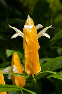 Gelb Pachystachys Lutea Blumensamen zur Aussaat und Gardening