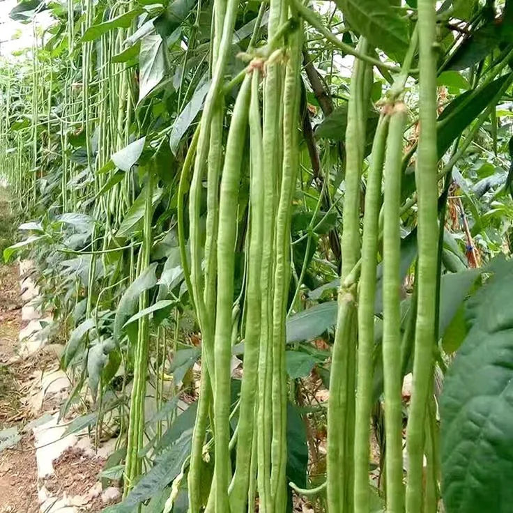 Semi di fagiolo Green Sieve per una semina facile