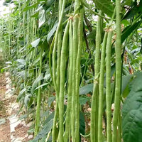 Green Sieve Bean Samen für einfache Aussaat