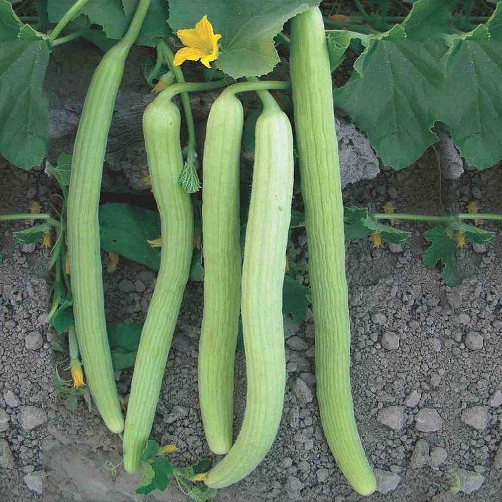 Green Long Melon Gemüsesamen für einfache Aussaat