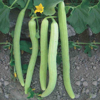Green Long Melon Gemüsesamen für einfache Aussaat