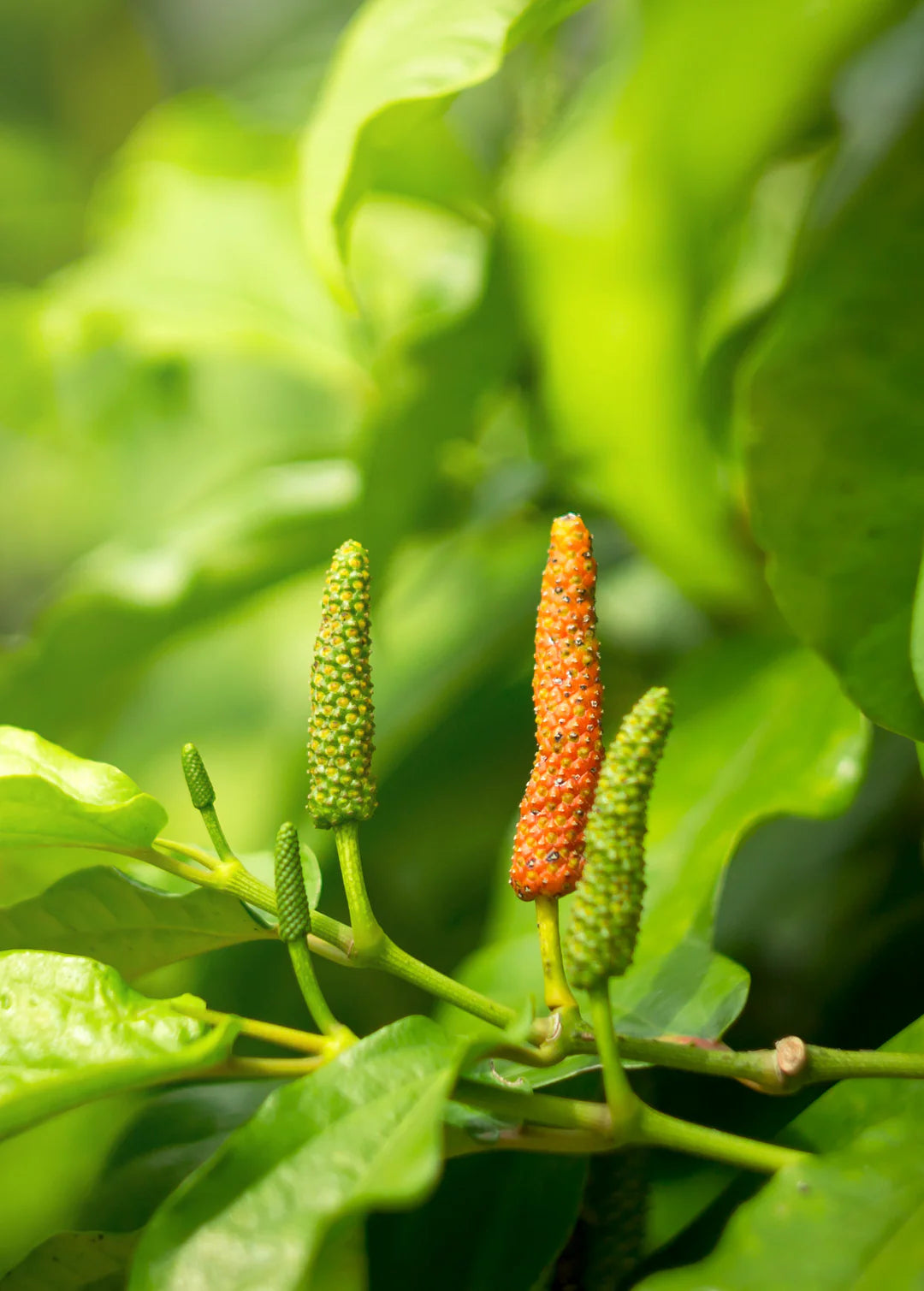 Long Pepper Piper longum Gemüse Samen zum Pflanzen