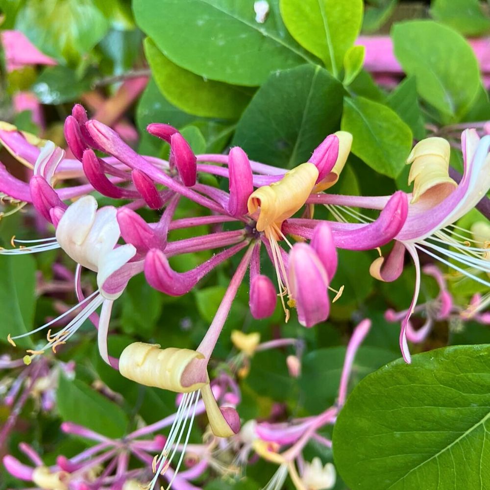 Honeysuckle Blumensamen zur Aussaat hochwertige Qualitäts- Traditionssorte & ohne Gentechnik Samen Hausgarten