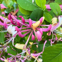 Honeysuckle Blumensamen zur Aussaat hochwertige Qualitäts- Traditionssorte & ohne Gentechnik Samen Hausgarten