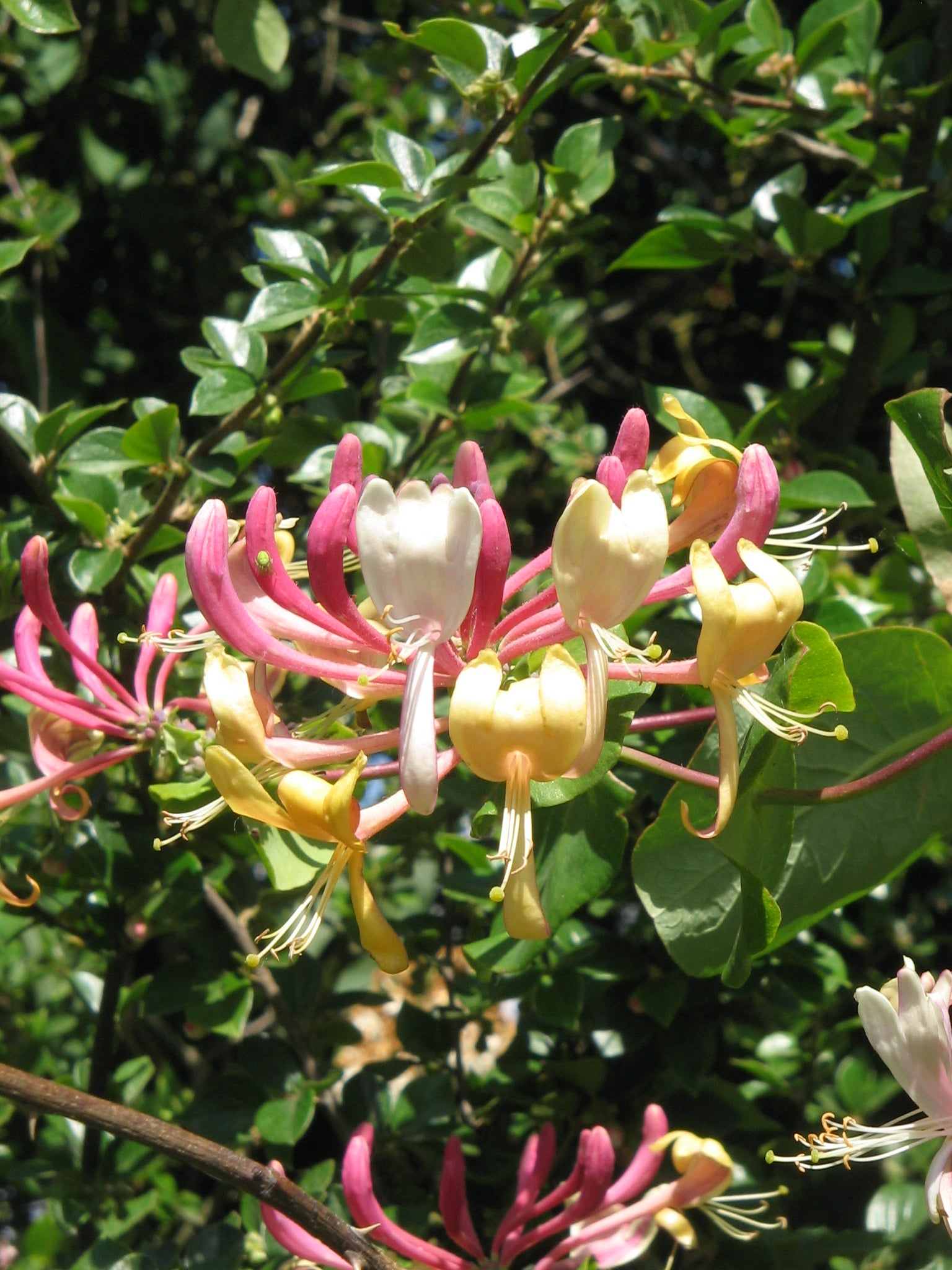 Honeysuckle Blumensamen zur Aussaat hochwertige Qualitäts- Traditionssorte & ohne Gentechnik Samen Hausgarten