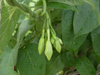 Edible loroco blume buds on vine