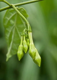 Non-gmo loroco samen for anpflanzung