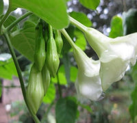 Loroco blume anpflanzung samen