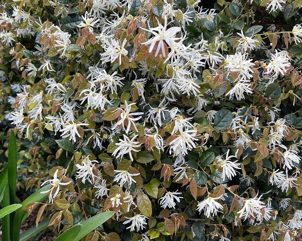 Weiß Loropetalum Blumensamen zur Aussaat – pflegeleicht – Traditionssorte & ohne Gentechnik Samen Hausgarten