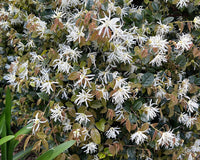 Weiß Loropetalum Blumensamen zur Aussaat – pflegeleicht – Traditionssorte & ohne Gentechnik Samen Hausgarten