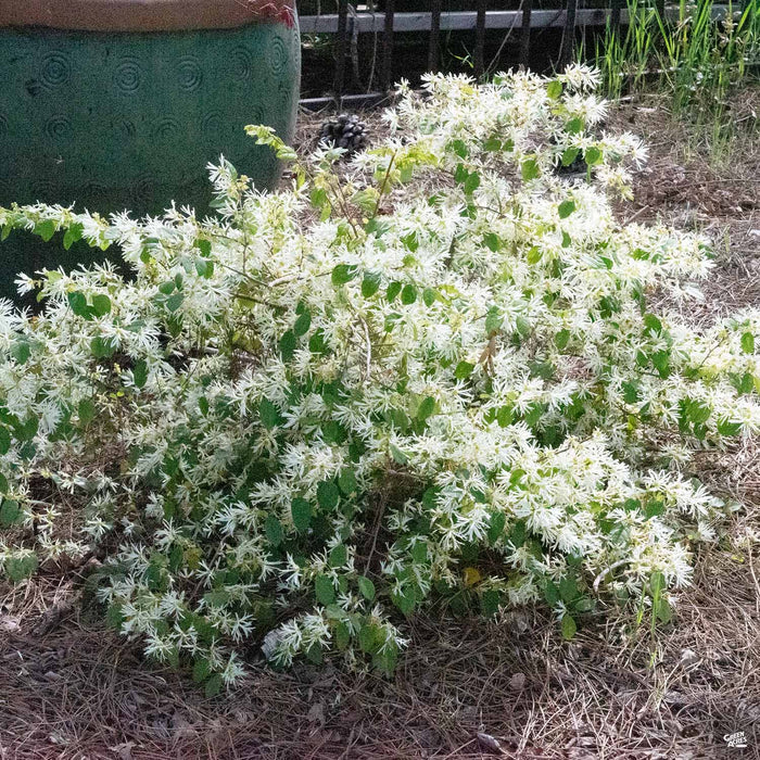 Weiß Loropetalum Blumensamen zur Aussaat – pflegeleicht – Traditionssorte & ohne Gentechnik Samen Hausgarten
