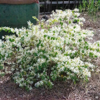 Weiß Loropetalum Blumensamen zur Aussaat – pflegeleicht – Traditionssorte & ohne Gentechnik Samen Hausgarten