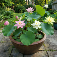 Lotus Samen fuer Schalenkultur