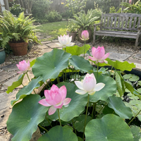 Lotusblumen Samen