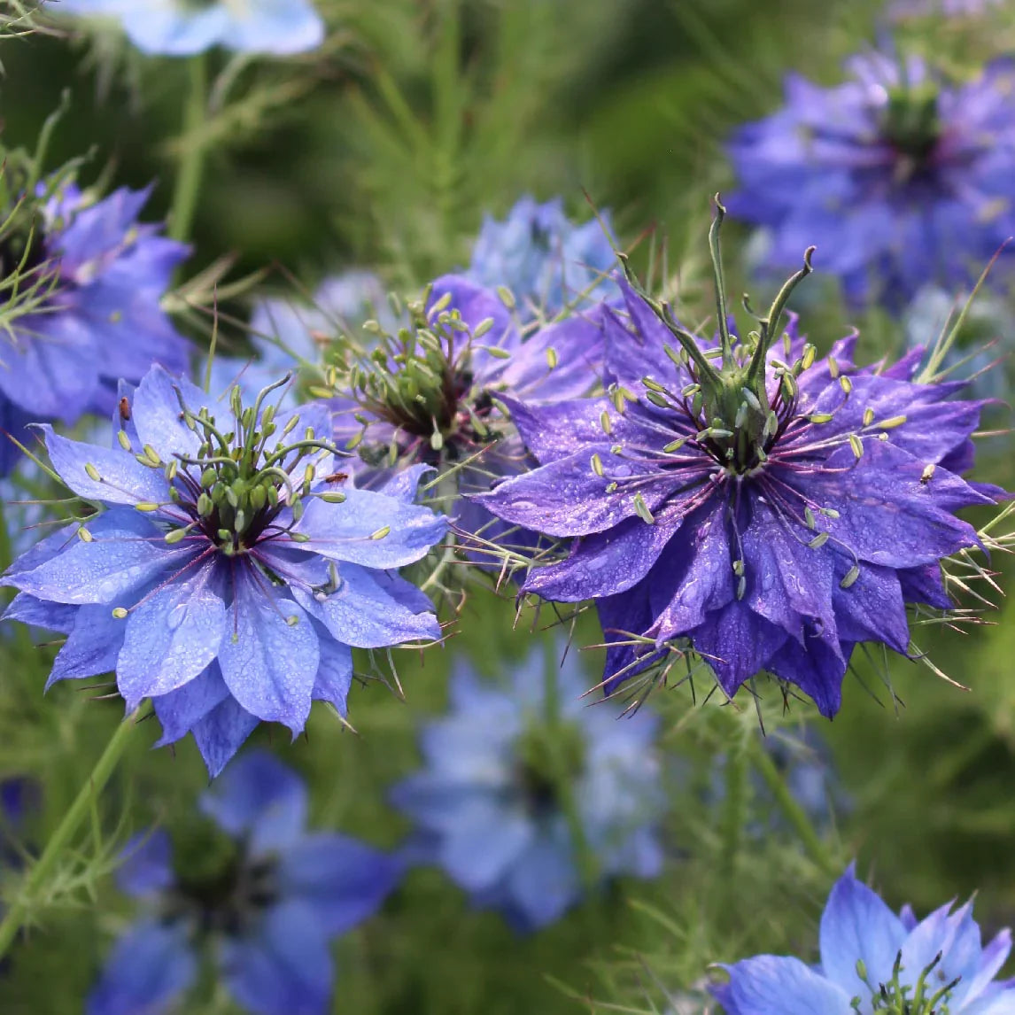 Gemischt Nigella Damascena Samen Anzucht Blumensamen