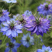 Gemischt Nigella Damascena Samen Anzucht Blumensamen
