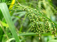 Weiß Proso Millet Planting Samen for Thriving Gardens and Sustainable Agriculture