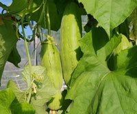 Green Luffa Sponge Gemüse Samen zum Pflanzen