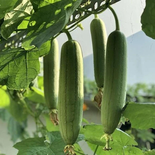 Green Zucca Luffa Samen zum Pflanzen  Gemüse Garden Essential