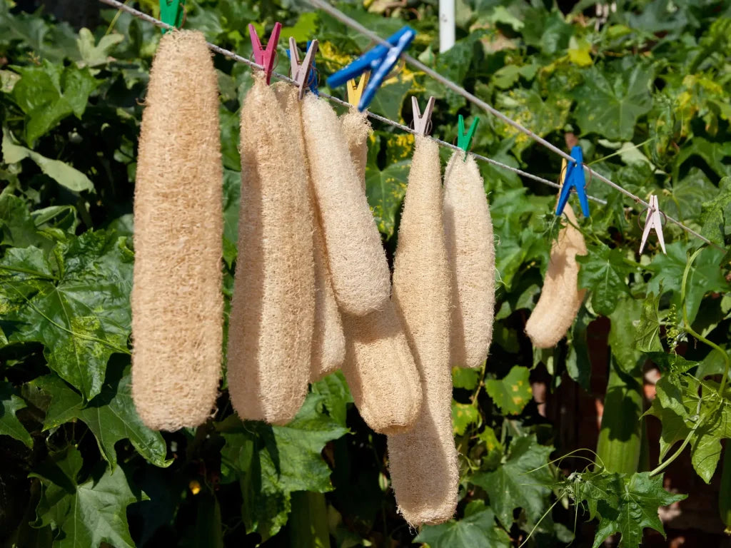 Cream Luffa Samen zum Pflanzen  Grow Delicious Luffa Gemüses