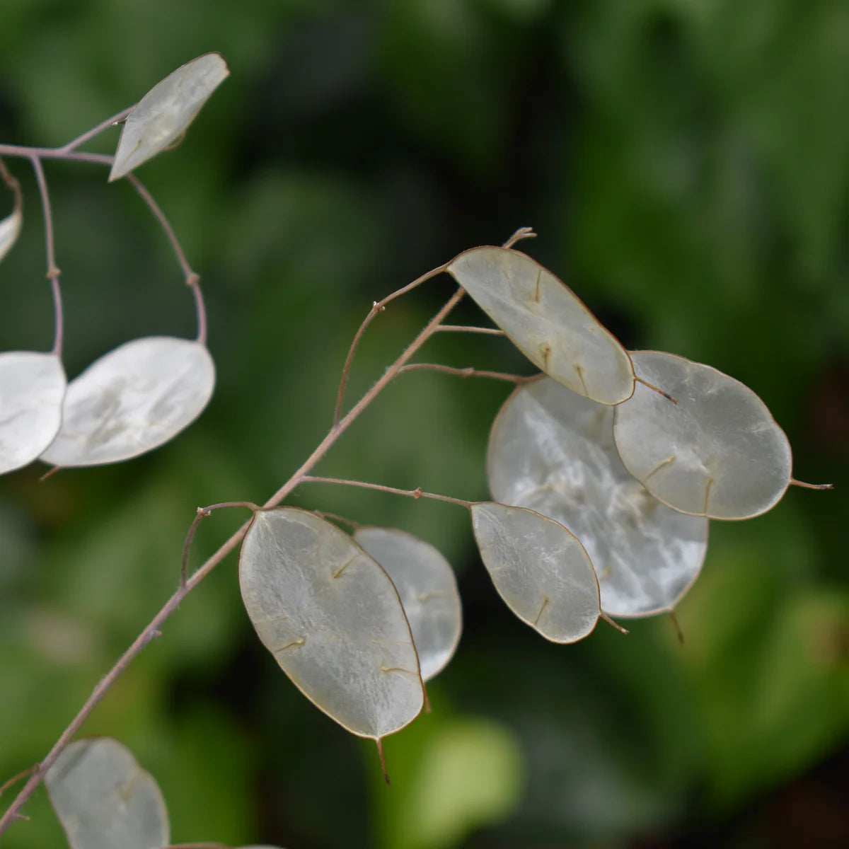 Weiß Lunaria Biennis Blumensamen zur Aussaat – Bestäuber freundlich – Traditionssorte & ohne Gentechnik Samen Hausgarten