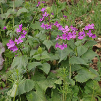 Lunaria Annua Blumensamen zur Aussaat Wildblume Mischung Traditionssorte & ohne Gentechnik Samen Hausgarten
