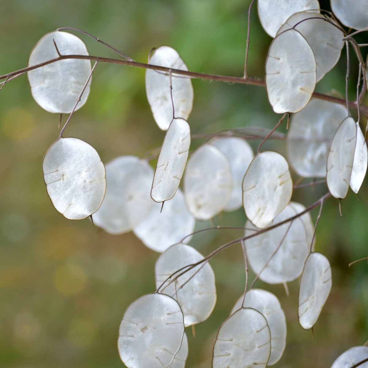 Lunaria blume samen for anpflanzung colorful display heirloom & gmo free samen for home garten 
 
 sale for anpflanzung in home garten