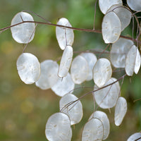 Lunaria blume samen for anpflanzung colorful display heirloom & gmo free samen for home garten 
 
 sale for anpflanzung in home garten
