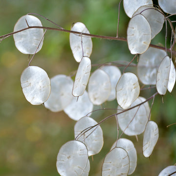 Lunaria blume samen for anpflanzung colorful display heirloom & gmo free samen for home garten 
 
 sale for anpflanzung in home garten