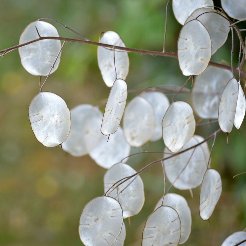 Lunaria blume samen for anpflanzung colorful display heirloom & gmo free samen for home garten 
 
 sale for anpflanzung in home garten