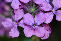 Lunaria Annua Blumensamen zur Aussaat – lang Blüte Saison – Traditionssorte & ohne Gentechnik Samen Hausgarten