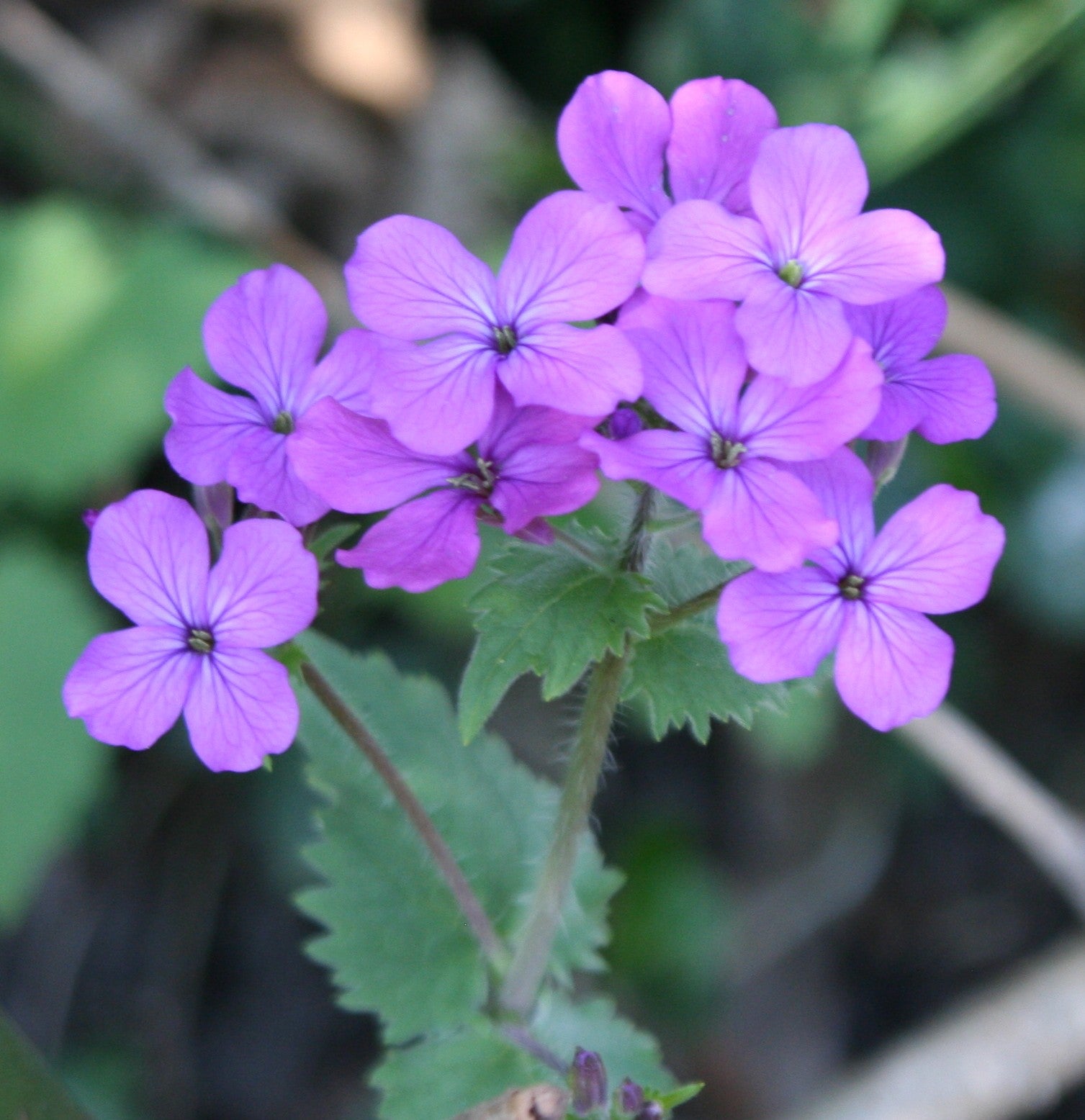 Lunaria Money Blumensamen zur Aussaat – kompakt Wuchs – Traditionssorte & ohne Gentechnik Samen Hausgarten