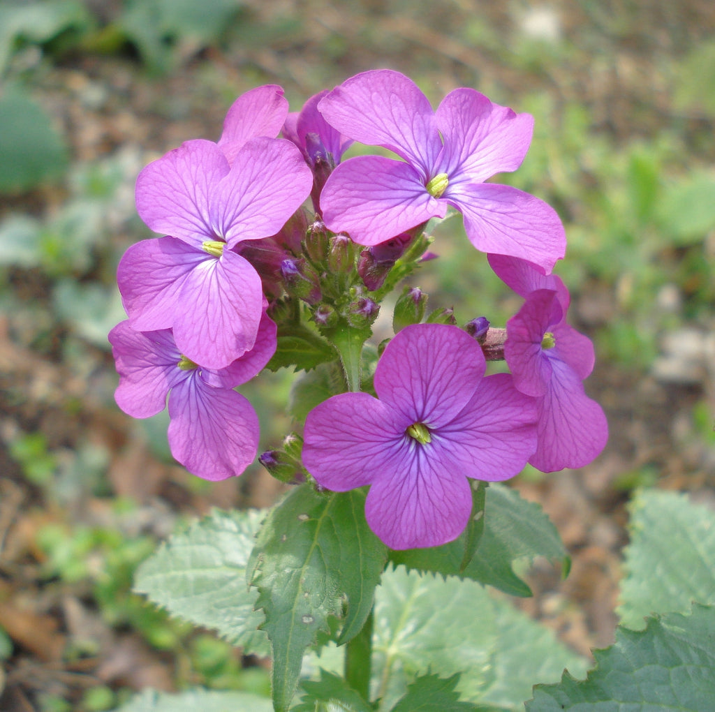 Lunaria annua blume samen for anpflanzung wildflower mix heirloom & gmo free samen for home garten 
 
 sale for anpflanzung in home garten
